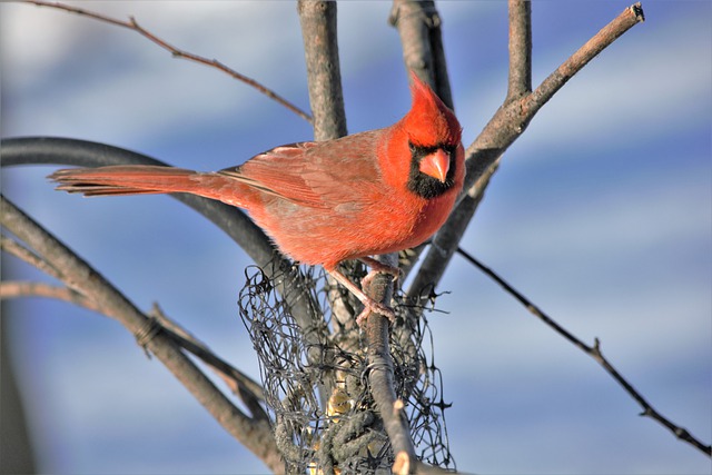 suet cage