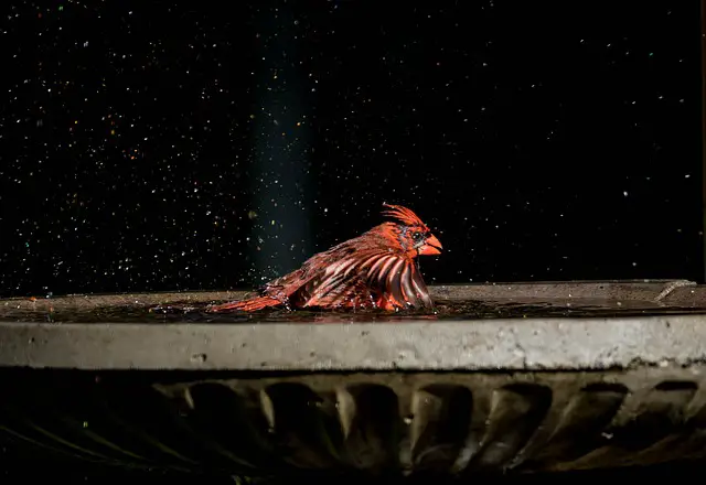 water for cardinal
