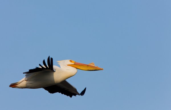 American White Pelican