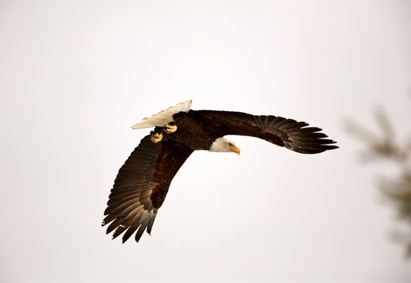 North American Bald Eagle