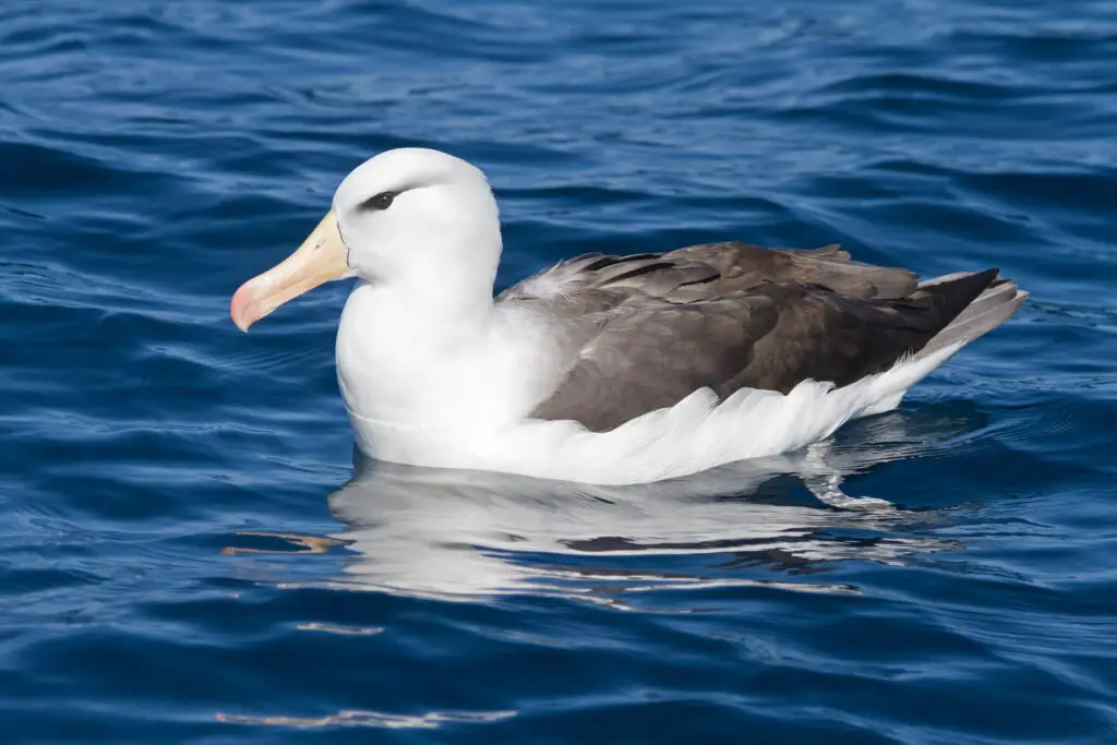 Black-bowed albatross