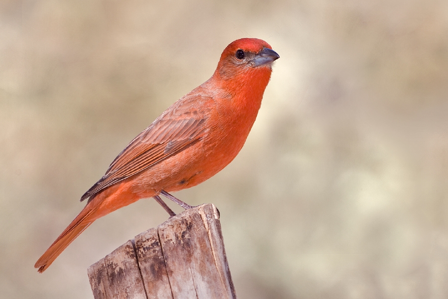 Hepatic Tanager