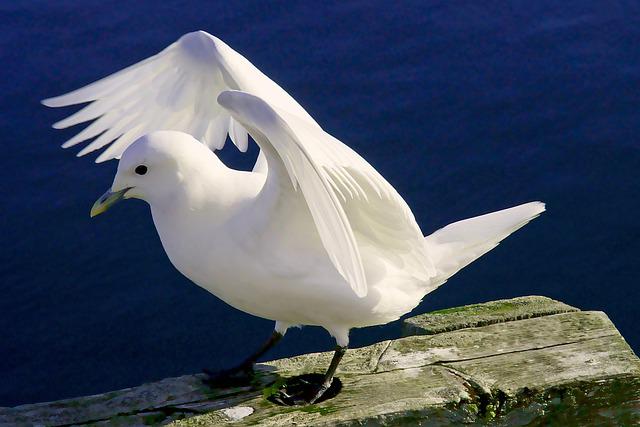 Ivory Gull