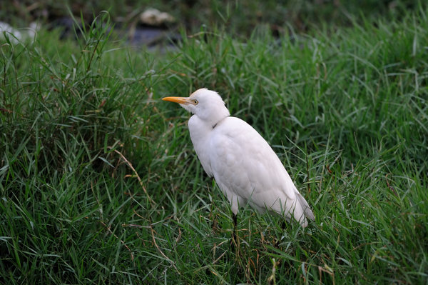 Little Egret