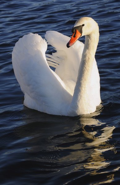 Mute Swan