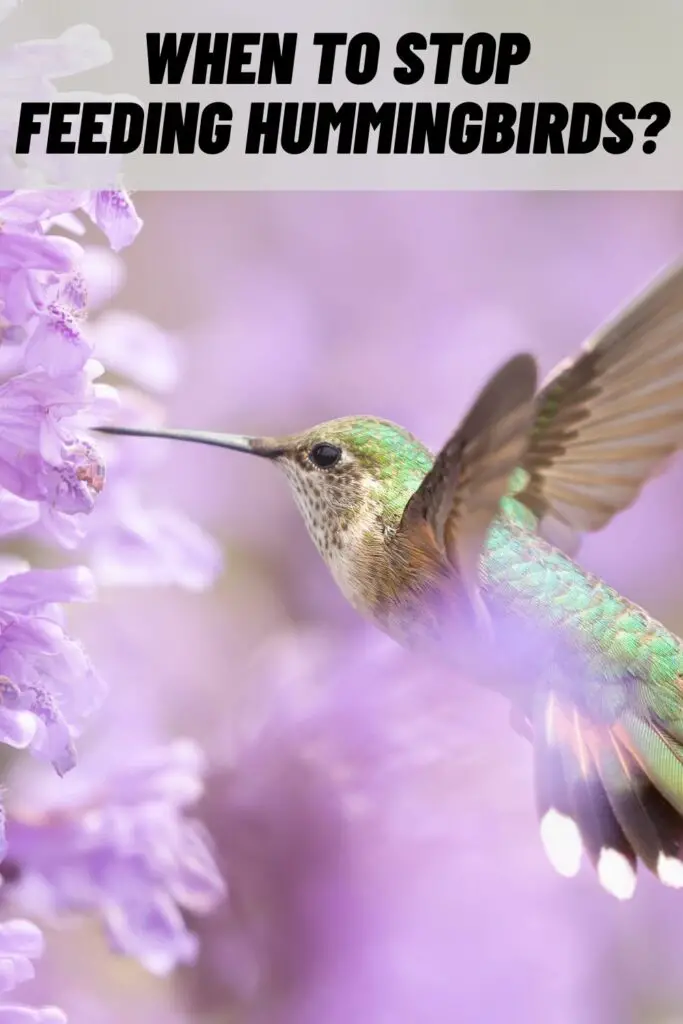 When to Stop Feeding Hummingbirds