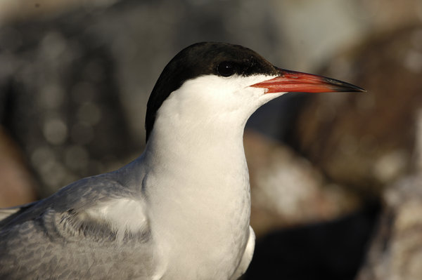 White Tern