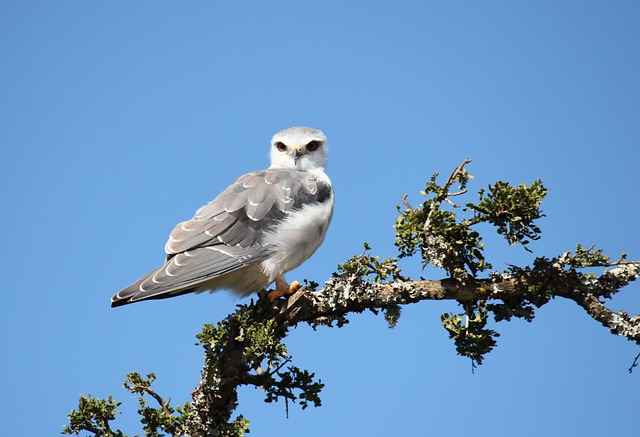 White-tailed Kite