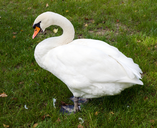 Whooper swan