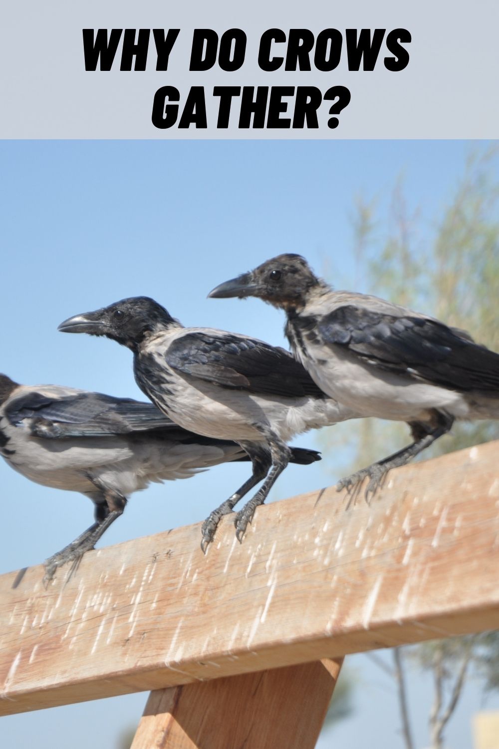 Why Do Crows Gather 11 Reasons On Why Crows Gather 