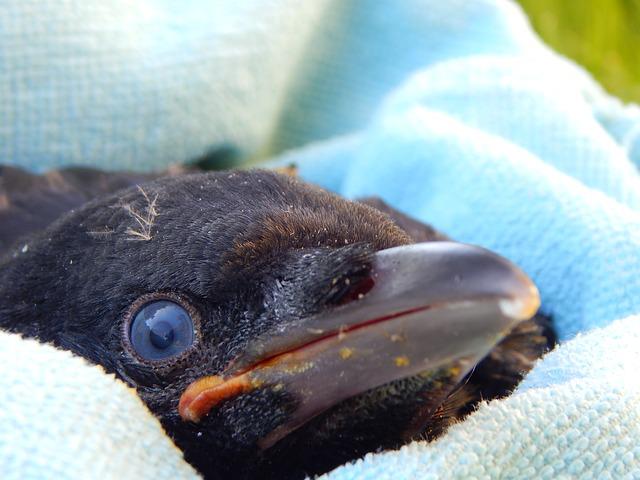 crow babies