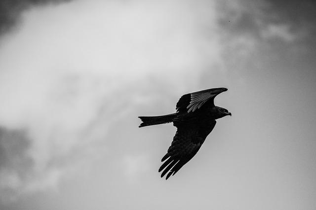 crow eagle attack