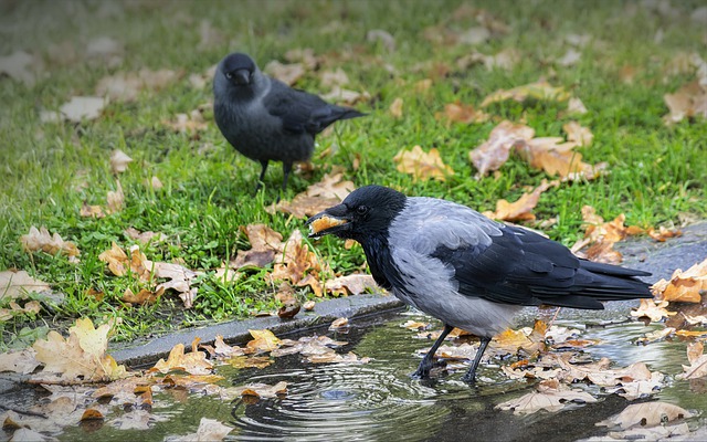 crow eating