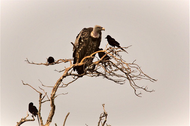 crow funeral