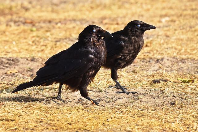crows caw