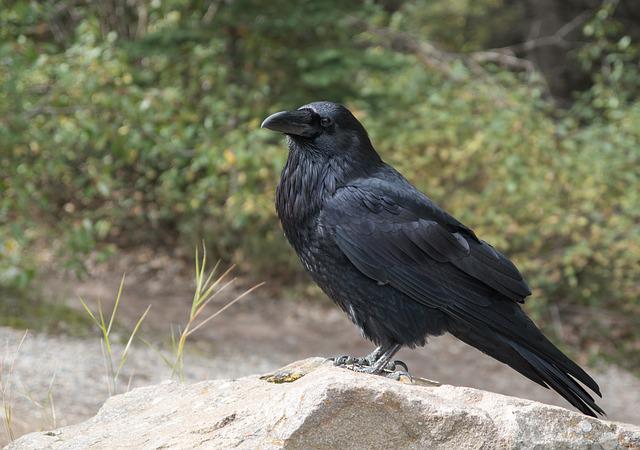 train crow to talk