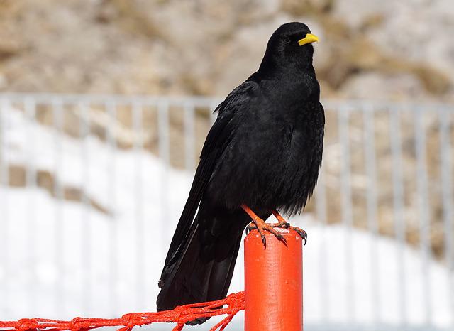 Alpine Chough