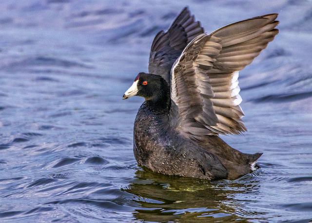 American Coot