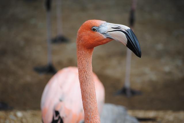 American Flamingo