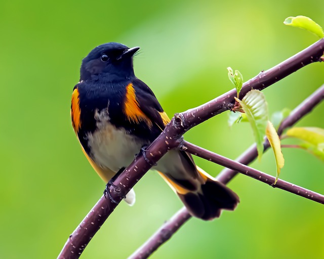 American Redstart