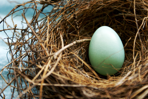 American Robin Egg