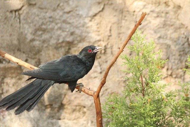 Asian Koel