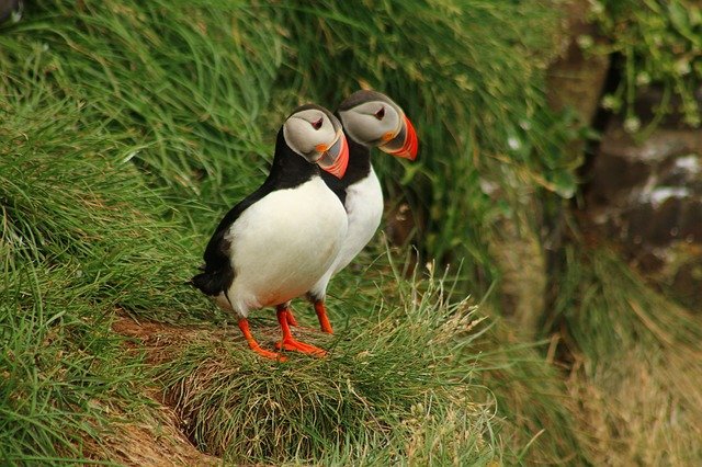 Atlantic Puffin