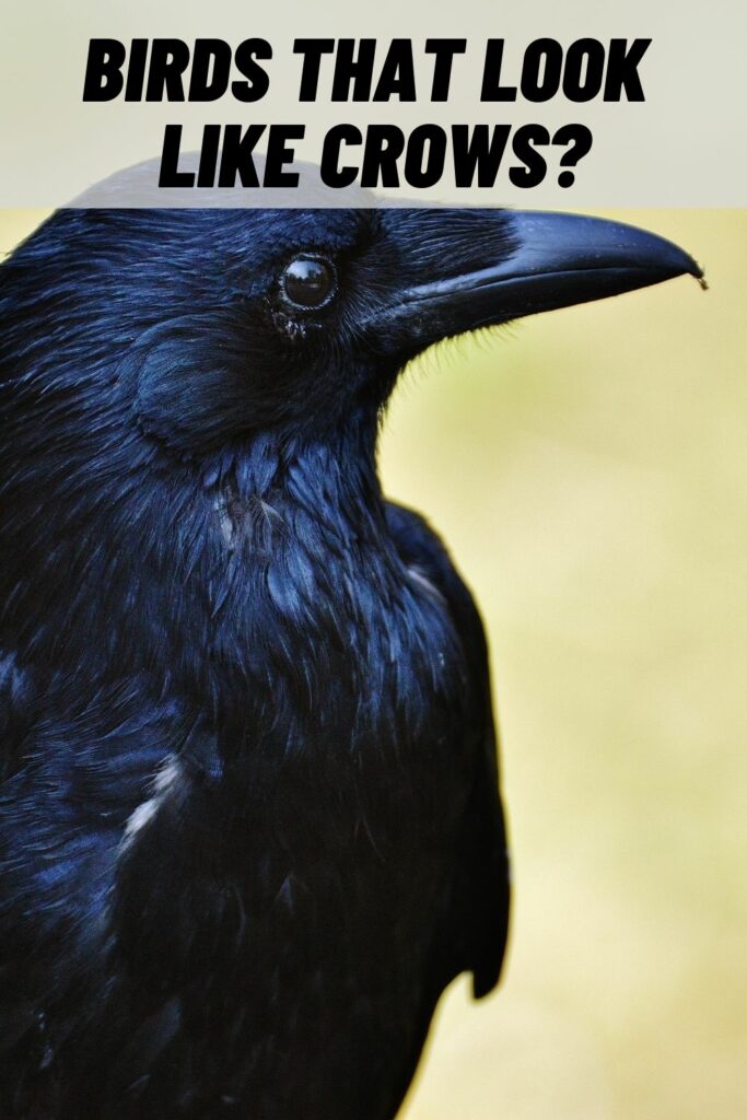 Birds That Look Like Crows
