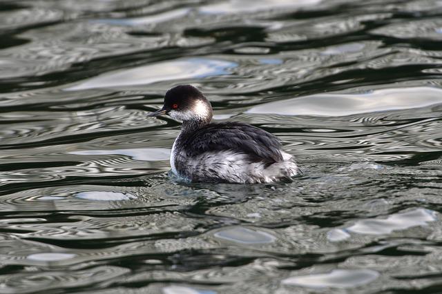 Black-Necked Grebe