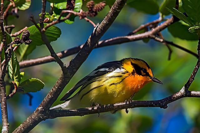 Blackburnian Warbler