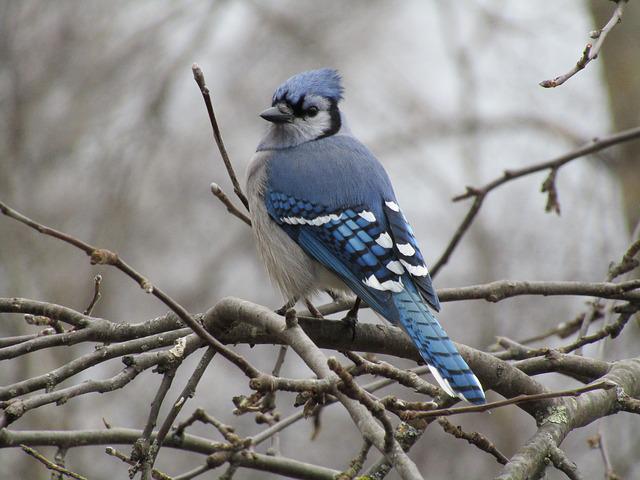 Canada Jay