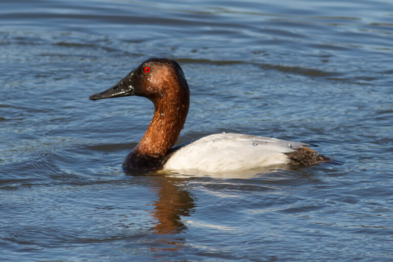 18 Types of Ducks in North America (with Pictures) (2023)