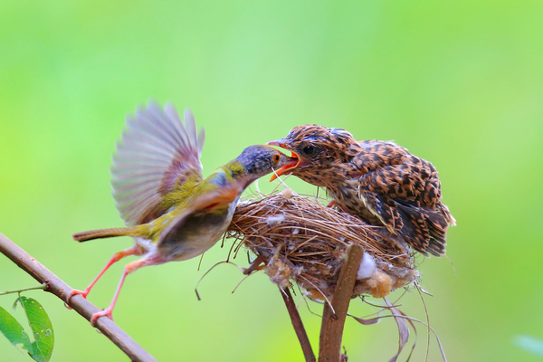 Cardinal's Nest