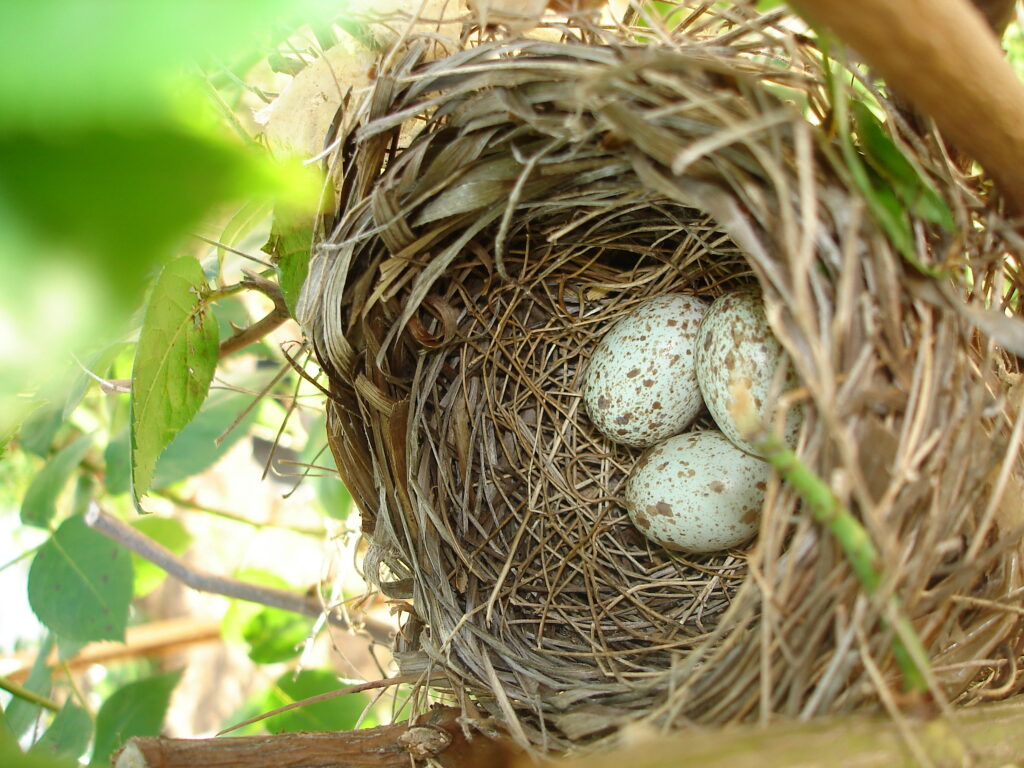 Cardinals Egg