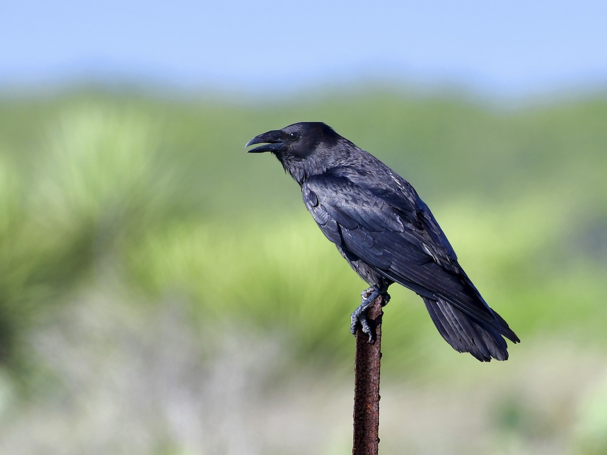 Chihuahuan Raven