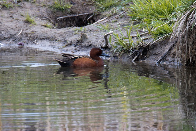 CINNAMON TEAL