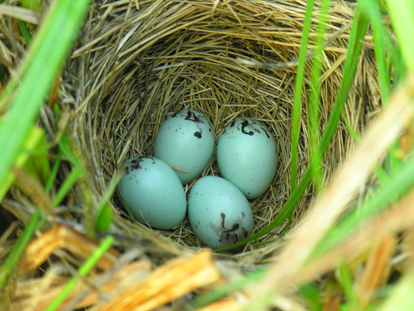 Common Blackbird Eggs