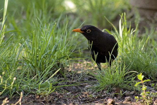 Common Blackbird