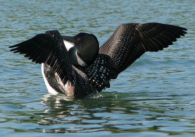 Common Loon