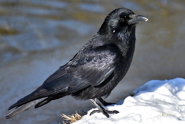 Common Raven