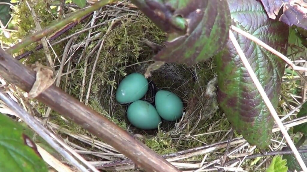 Dunnock Eggs