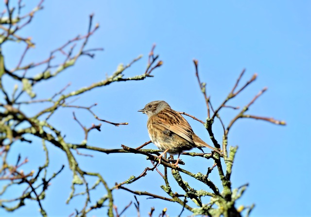 Dunnock