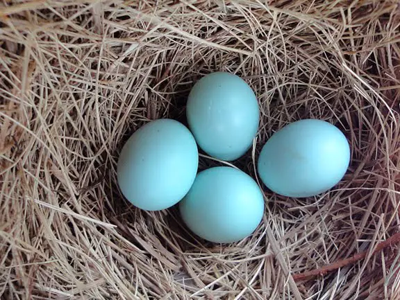 Eastern Bluebird Eggs