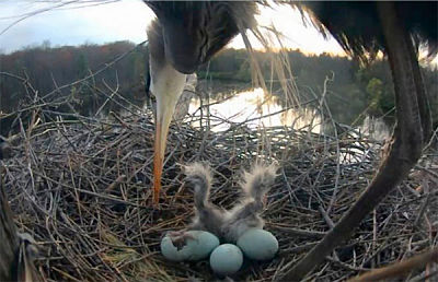 Great Blue Heron Eggs