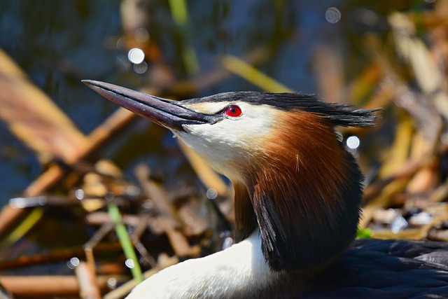 Great Crested Grebe