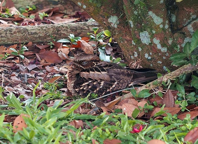 Ground Nesting Birds