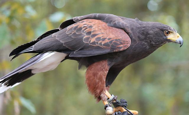 Harris’s Hawks