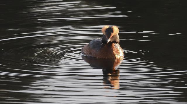 Horned Grebe