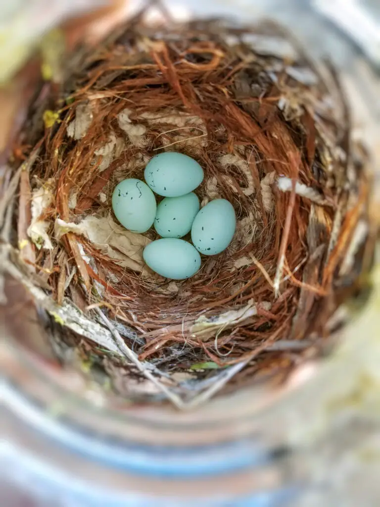 House Finch Eggs
