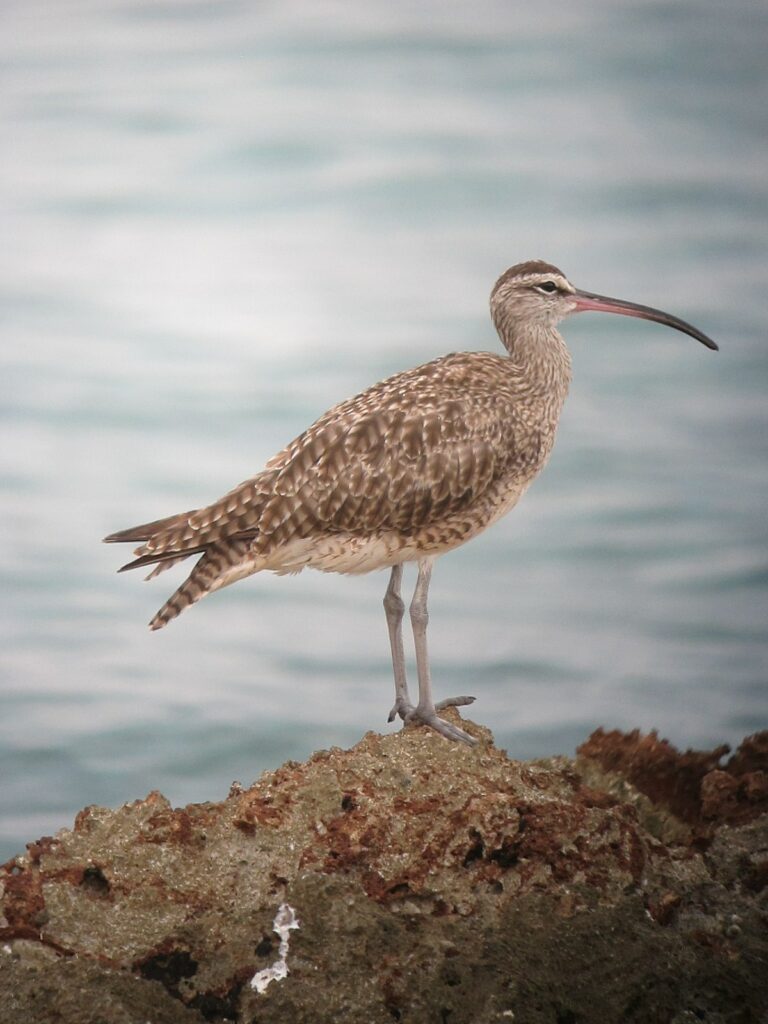 Hudsonian Whimbrel